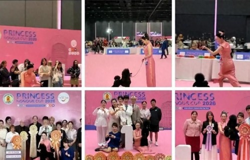 霍思燕携爱犬拿下泰国公主杯冠军，一只狗月美容费几万，比人还贵