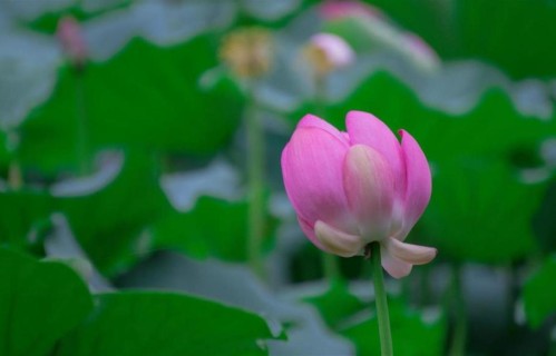 女人爱上有家室的男人，最直白的信号：不拒绝