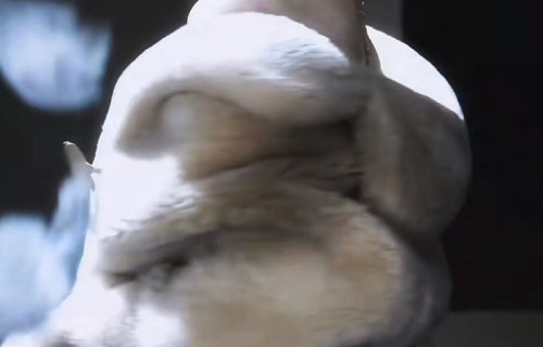 唐嫣鎏金蕾丝裙造型惊艳亮相|爱情|神话