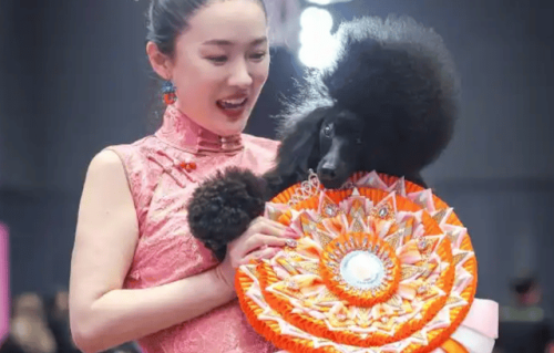 45岁霍思燕退圈后上热搜，牵蒙古獒夺冠为国争光，身披旗袍美翻了